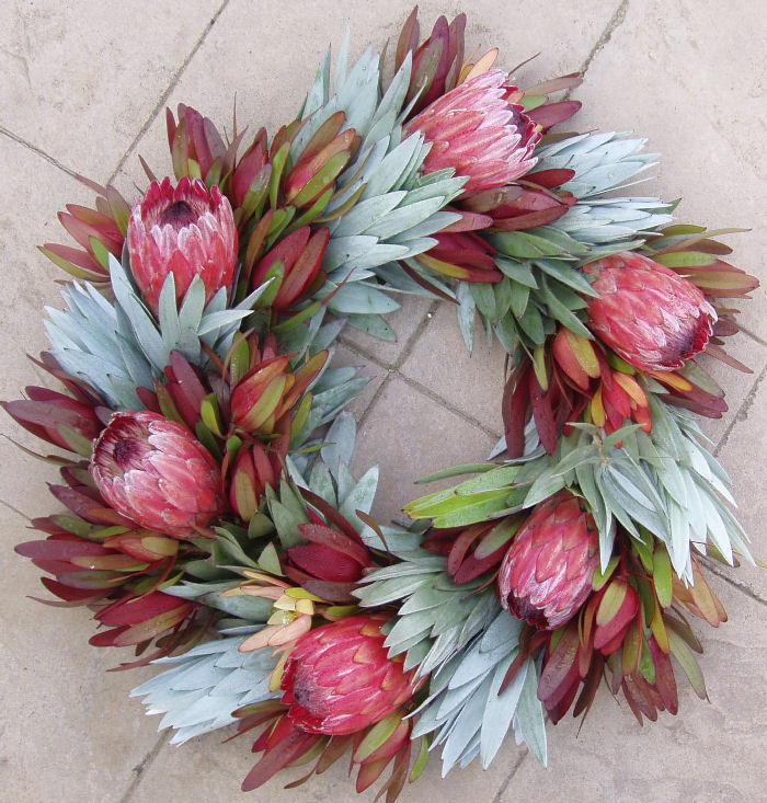 FRESH SILVER, RED, AND PINK ICE PROTEA  WREATH